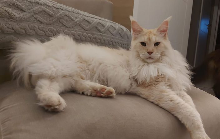 Maine coon ireland