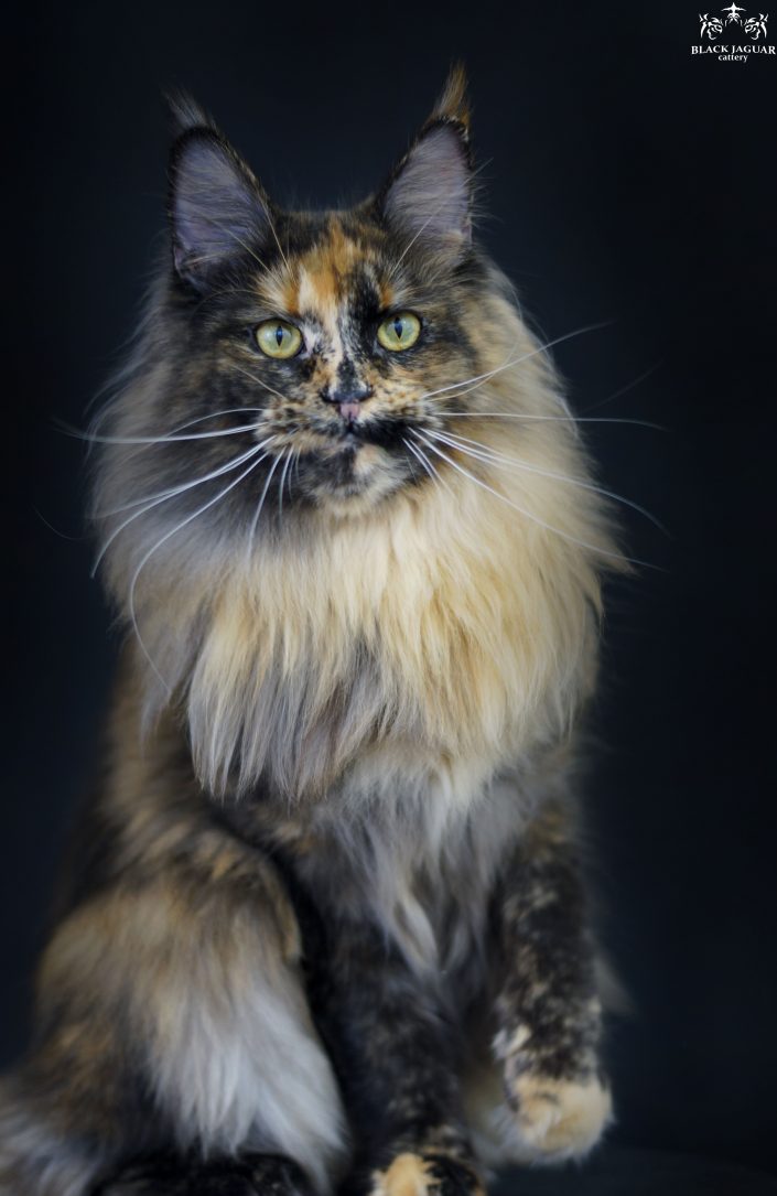 Maine coon kittens for sale