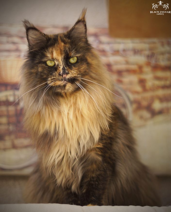 maine coon kittens for sale