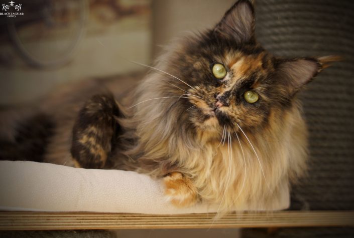 maine coon kittens for sale