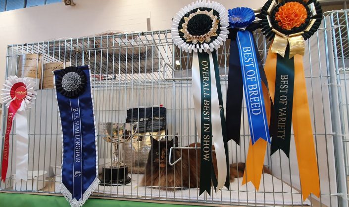 Ireland Black Jaguar. Overall Best in Show. GCCFI