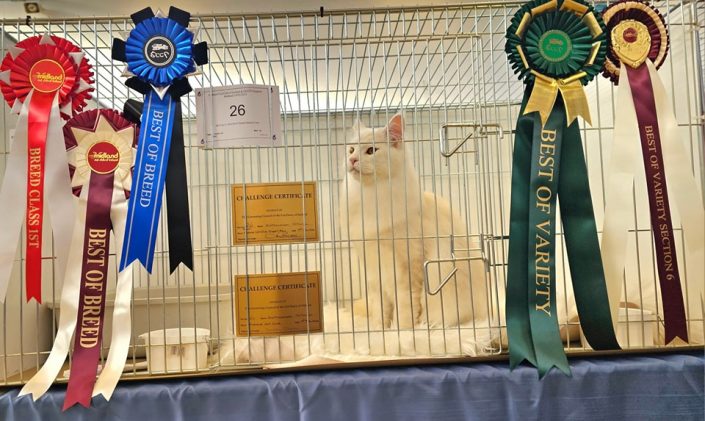 Gccfi Cat show