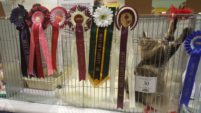 cat show