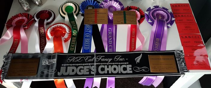cat show ireland