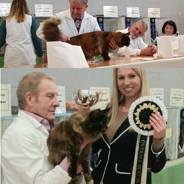 cat show ireland