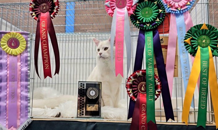 Cat breeder Ireland