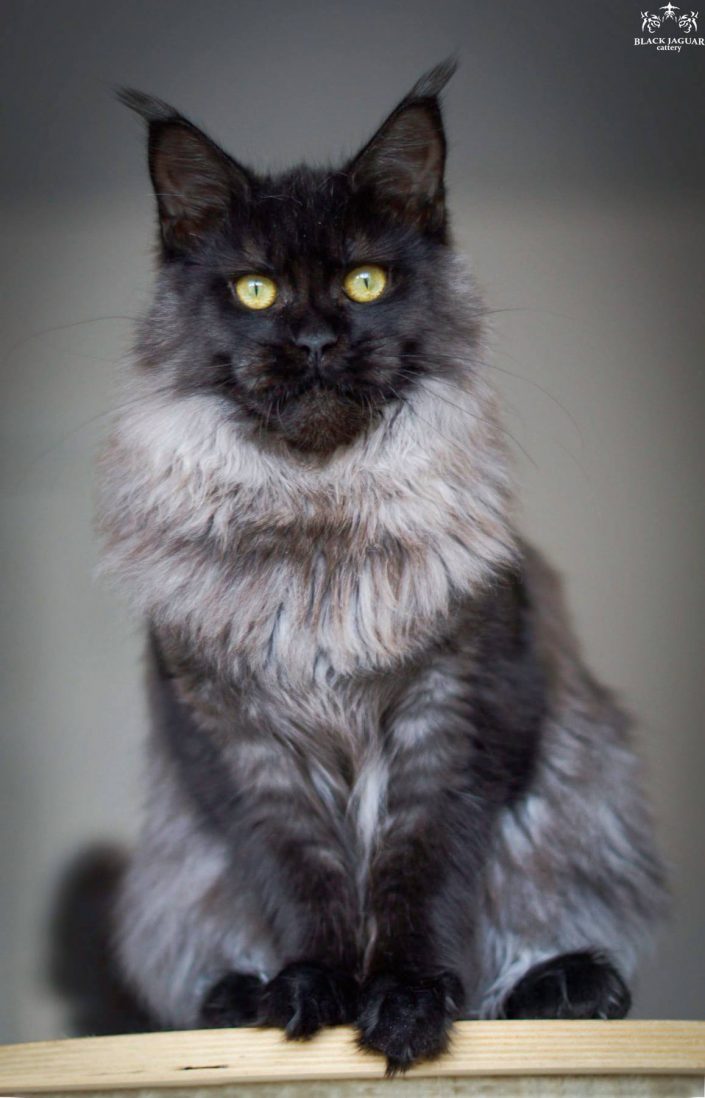 maine coon kitten ireland