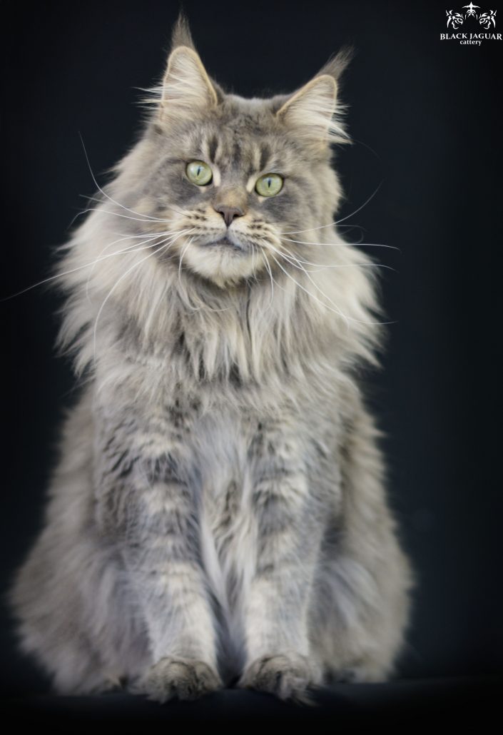 Maine coon