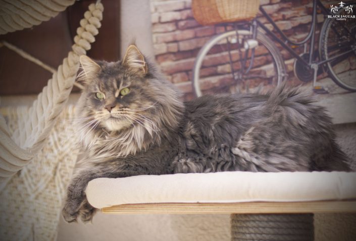Maine coon ireland