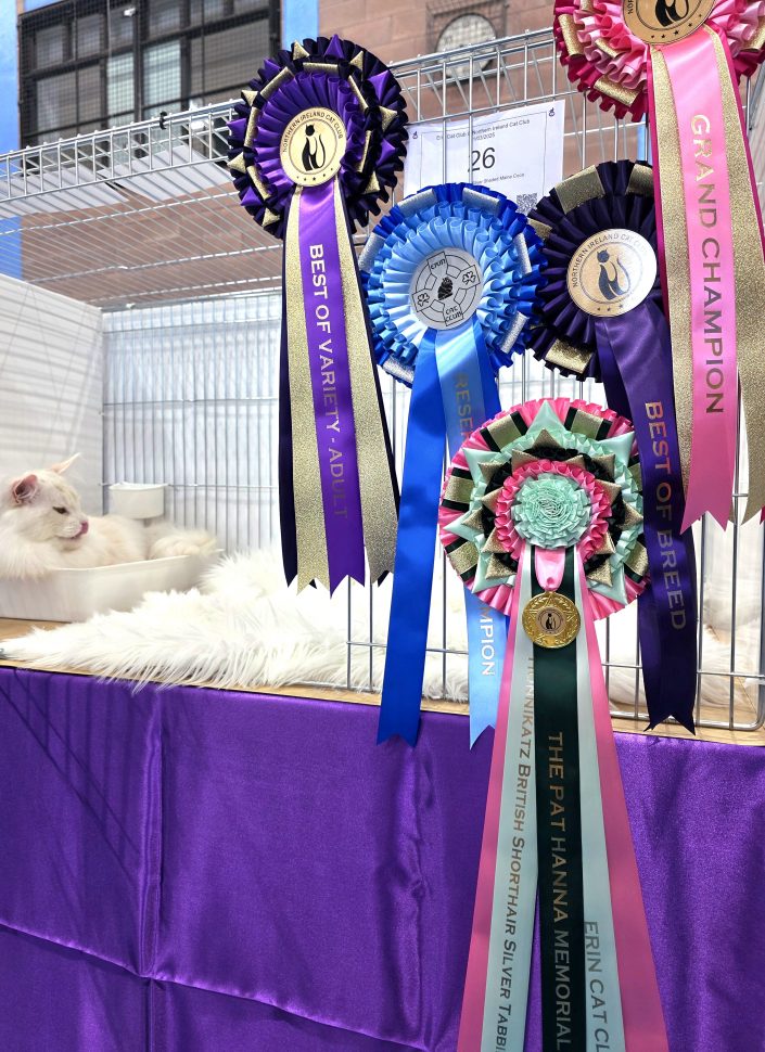 Cat breeder Ireland