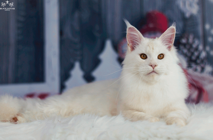 Shaded maine coon