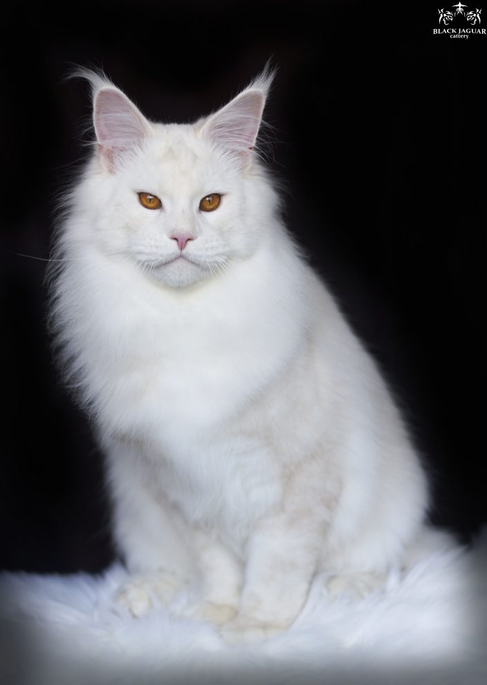 Maine coon ireland