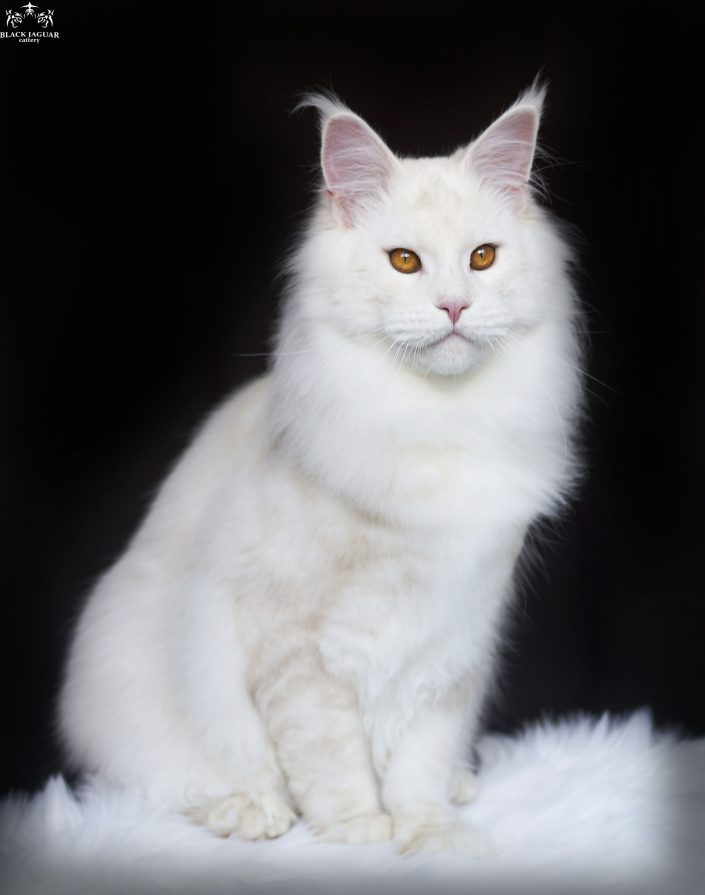 Maine Coon Ireland