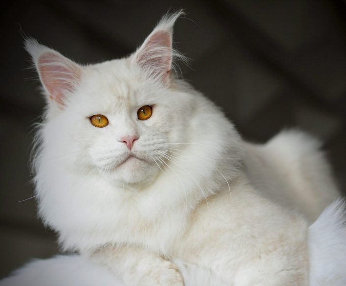 Maine coon kittens for sale Ireland