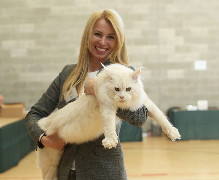 Cat breeder Ireland