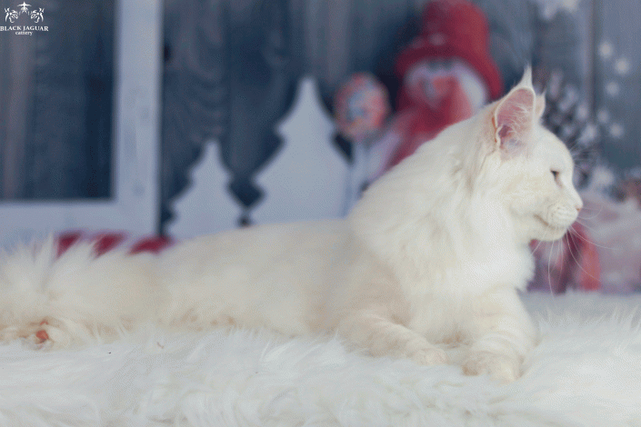 Shaded maine coon