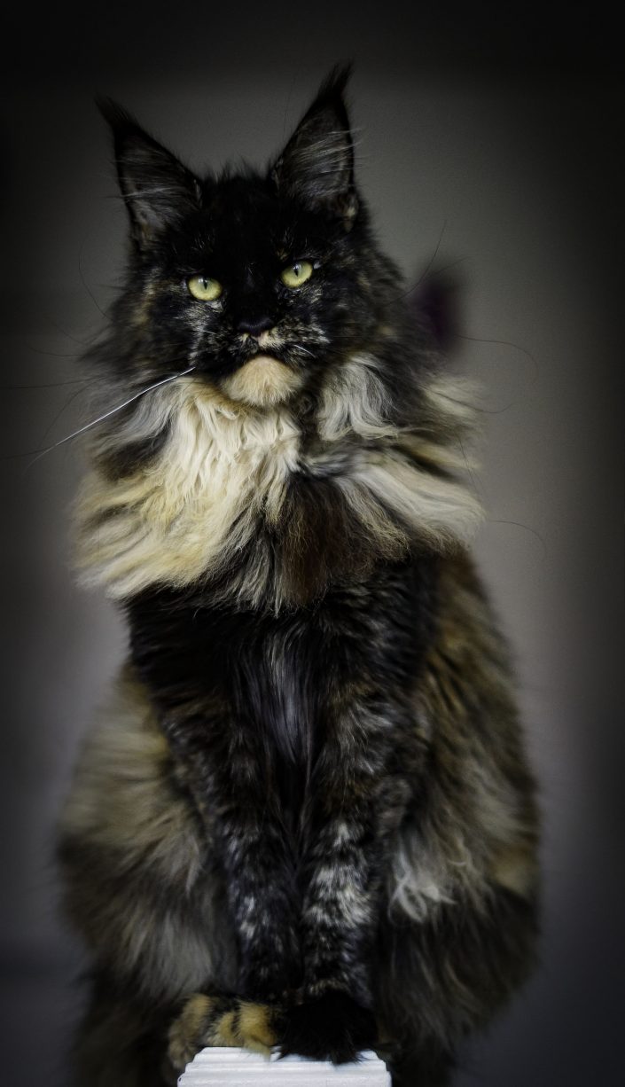 Maine Coon Ireland