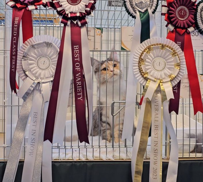 overall best in show
