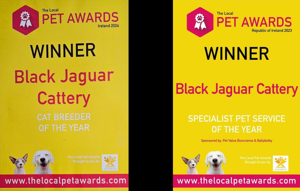 Maine coon kittens for sale ireland