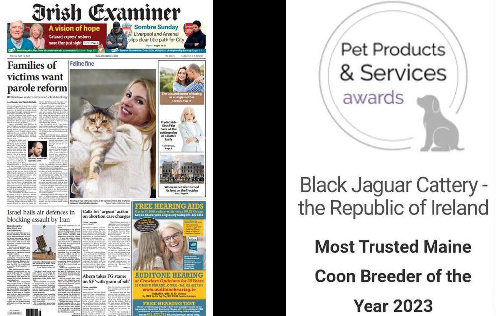 Maine coon kittens Ireland