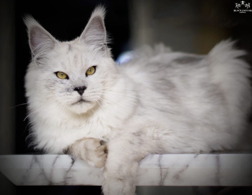 Maine coon kittens for sale