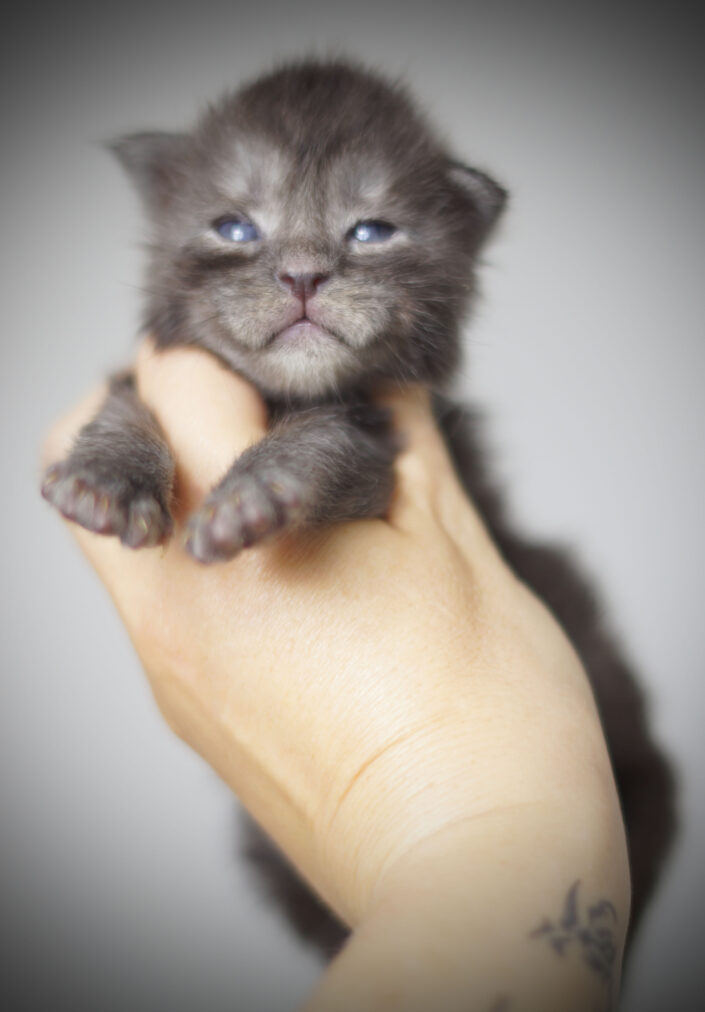 maine coon kittens